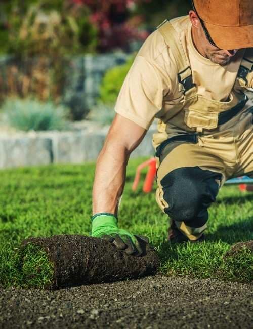 Landscaper is laying sod on green lawn