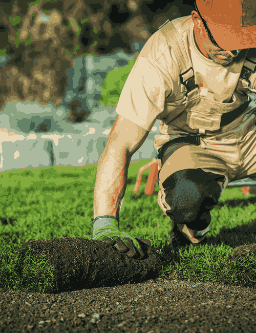 A landscaper kneeling to roll up grass in a garden, focusing on lawn maintenance and landscaping tasks.