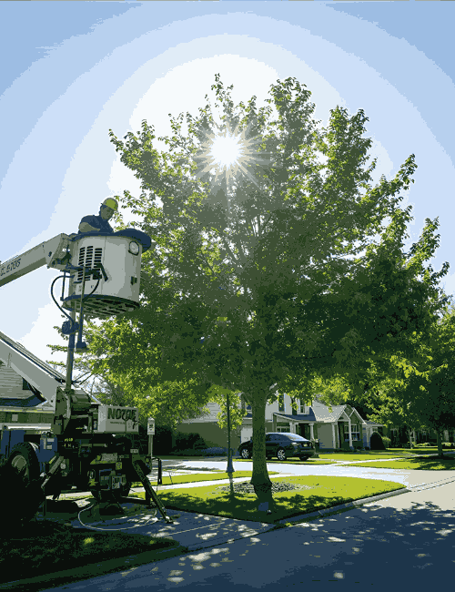 Tree trimming under bright sunlight by local service providers